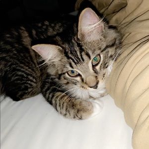 Meet your Posher, Ariel